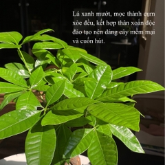 TC kim ngân trụ bẹt M