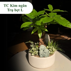 TC kim ngân trụ bẹt L