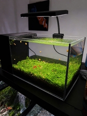 Bể MINI STREAM lọc vách để bàn kính siêu trong cao cấp
