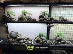 Layout Cần Thăng Vươn Đá (CHƯA KÈM BỂ MINI STREAM)