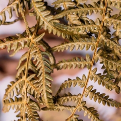 Túi lá AMAZON BOTANICAL PACK