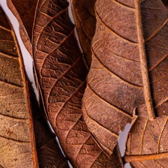 Túi lá BLACKWATER LEAF PACK