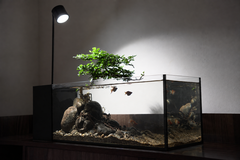Bể MINI STREAM lọc vách để bàn kính siêu trong cao cấp