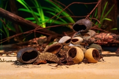 Tổng hợp nguyên liệu Blackwater/Biotope