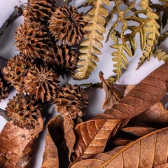 Túi lá AMAZON BOTANICAL PACK