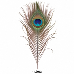 Lông Công Xanh ,hàng thật tự nhiên 100% (từ 25-90cm)trang trí phong thuỷ