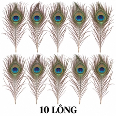 Lông Công Xanh ,hàng thật tự nhiên 100% (từ 25-90cm)trang trí phong thuỷ