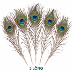 Lông Công Xanh ,hàng thật tự nhiên 100% (từ 25-90cm)trang trí phong thuỷ