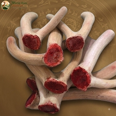 Nhung Hươu Tươi Yên Ngựa Cao Cấp