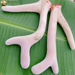 Nhung Hươu Tươi Gác Sào