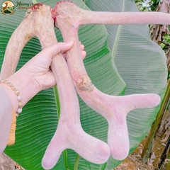 Nhung Hươu Tươi Gác Sào