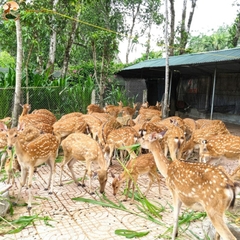 Cao Nhung Hươu