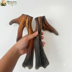 Nhung Hươu Khô Nguyên Cặp