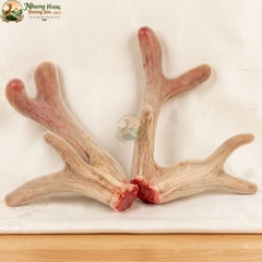Nhung Hươu Tươi Gác Sào