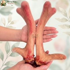 Nhung Hươu Tươi Yên Ngựa Cao Cấp