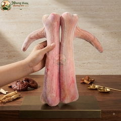 Nhung Hươu Tươi Yên Ngựa Cao Cấp