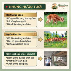 Nhung Hươu Tươi Yên Ngựa Cao Cấp