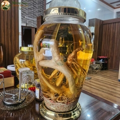 Nhung Hươu Ngâm Rượu