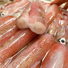Mực Trứng