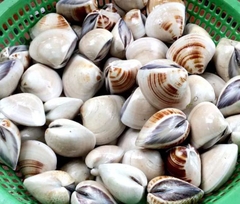 Ngao Sữa
