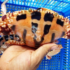 Ghẹ Đỏ