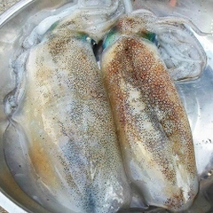 Mực Lá (6-8 Con)