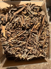 Broken cassia