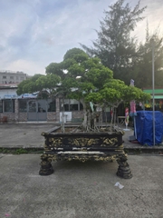 Sanh HH-00127