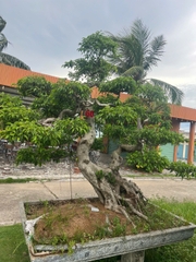 Sanh HH-0060