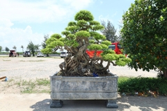 Sanh HH-0070