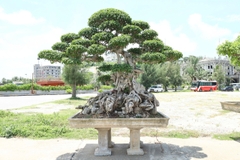 Sanh HH-00184