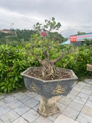 Bồ đề HH-0084
