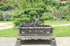 Sanh HH-00180