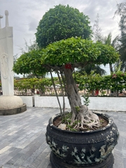 Sanh