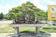 Sanh HH-0023