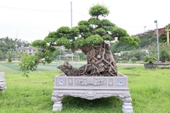 Sanh HH-0085