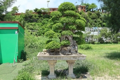 Sanh HH-00154