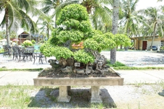 Sanh HH-00196