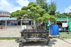 Sanh HH-00127