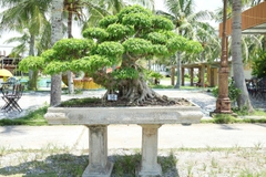 Sanh HH-0056