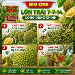 Phân Bón 3 TỐT BIG ONE Lớn Trái 7-7-14 – Nuôi Trái Nhanh, Gai Xanh Mập Cuống, Hạn Chế Đi Đọt – Dùng Cho Sầu Riêng