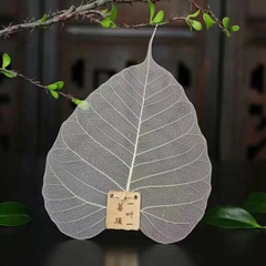 Lọc trà lá bồ đề