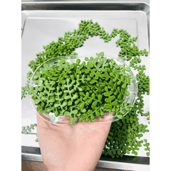 Kẹo Gum Hoa Decor Bánh (Hộp 100c)