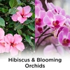 Tinh Dầu Cắm Điện AirWick Hibiscus Orchid Essential Oils