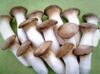 Nấm Đùi Gà
