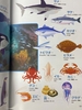 Từ điển tiếng Nhật bằng hình ảnh Nihongo E Jiten (In màu 100%)