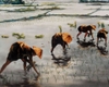 TSM-0006 – “LE LABEUR DANS LA RIZIÈRE” – CÔNG VIỆC TRÊN ĐỒNG LÚA / THÀNH LỄ /DNV