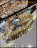 dong-ho-nu-davena-mat-vien-da-swarovski-vang-gold-dep-gia-re-timesstore-vn