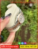 dong-ho-nu-rolex-f1-mat-kham-trai-day-demi-vang-gold-timesstore-vn