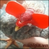 Kính đeo cho gà Đông Tảo, Gà Hồ